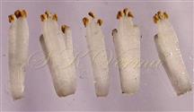  20 stamens-outer view